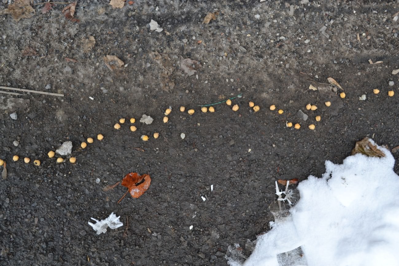 Steve Giasson. Performance invisible n° 79 (Aligner discrètement plusieurs objets quelconques quasiment identiques).
Performeur : Andrea Cartas Garcia. Crédit photographique : Andrea Cartas Garcia. 8 mars 2018.