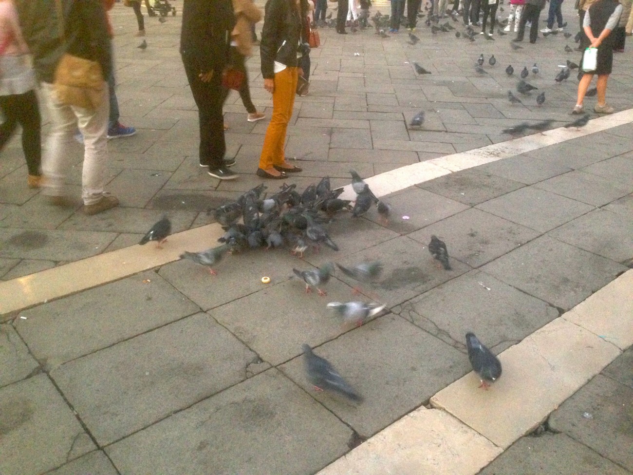 Performance invisible n° 124 (Nourrir des pigeons avec de la brioche). D'après Mladen Stilinović. Cakes. 1994. D'après Mladen Stilinović. For Marie Antoinette. 1998. D'après Maurizio Cattelan, Turisti, 1997. 56. Esposizione Internazionale d’Arte. Biennale di Venezia 2015. Piazza San Marco, Venise.  Performeur : Patrice Loubier. Crédit photographique : Patrice Loubier.