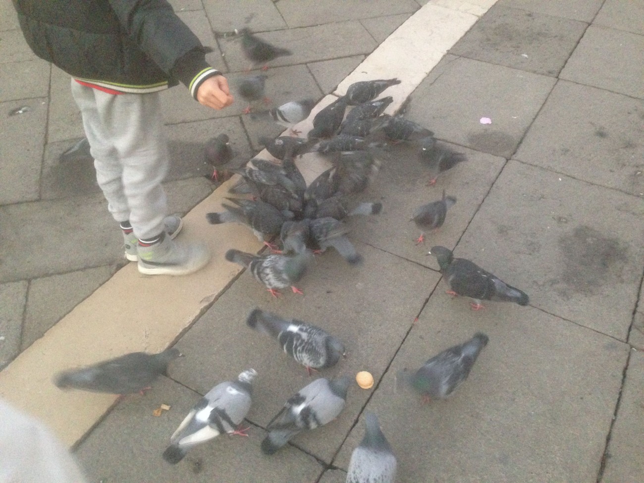 Performance invisible n° 124 (Nourrir des pigeons avec de la brioche). D'après Mladen Stilinović. Cakes. 1994. D'après Mladen Stilinović. For Marie Antoinette. 1998. D'après Maurizio Cattelan, Turisti, 1997. 56. Esposizione Internazionale d’Arte. Biennale di Venezia 2015. Piazza San Marco, Venise.  Performeur : Patrice Loubier. Crédit photographique : Patrice Loubier.