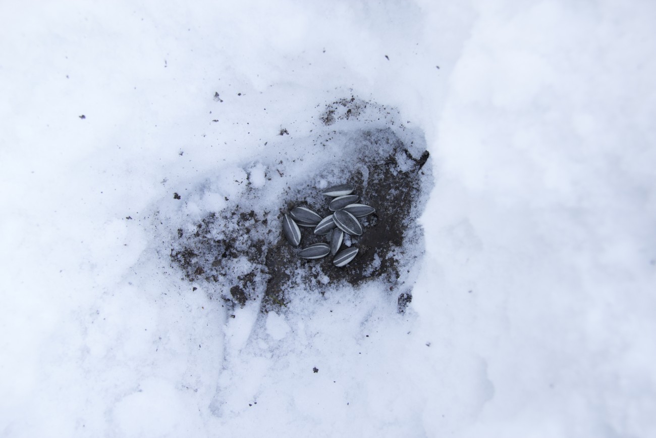 Steve Giasson. Performance invisible n° 75 (Enterrer un trésor). Ai Weiwei. Sunflower Seeds. 2010. Performeur : Steve Giasson. Crédit photographique : Daniel Roy. 6 janvier 2016.